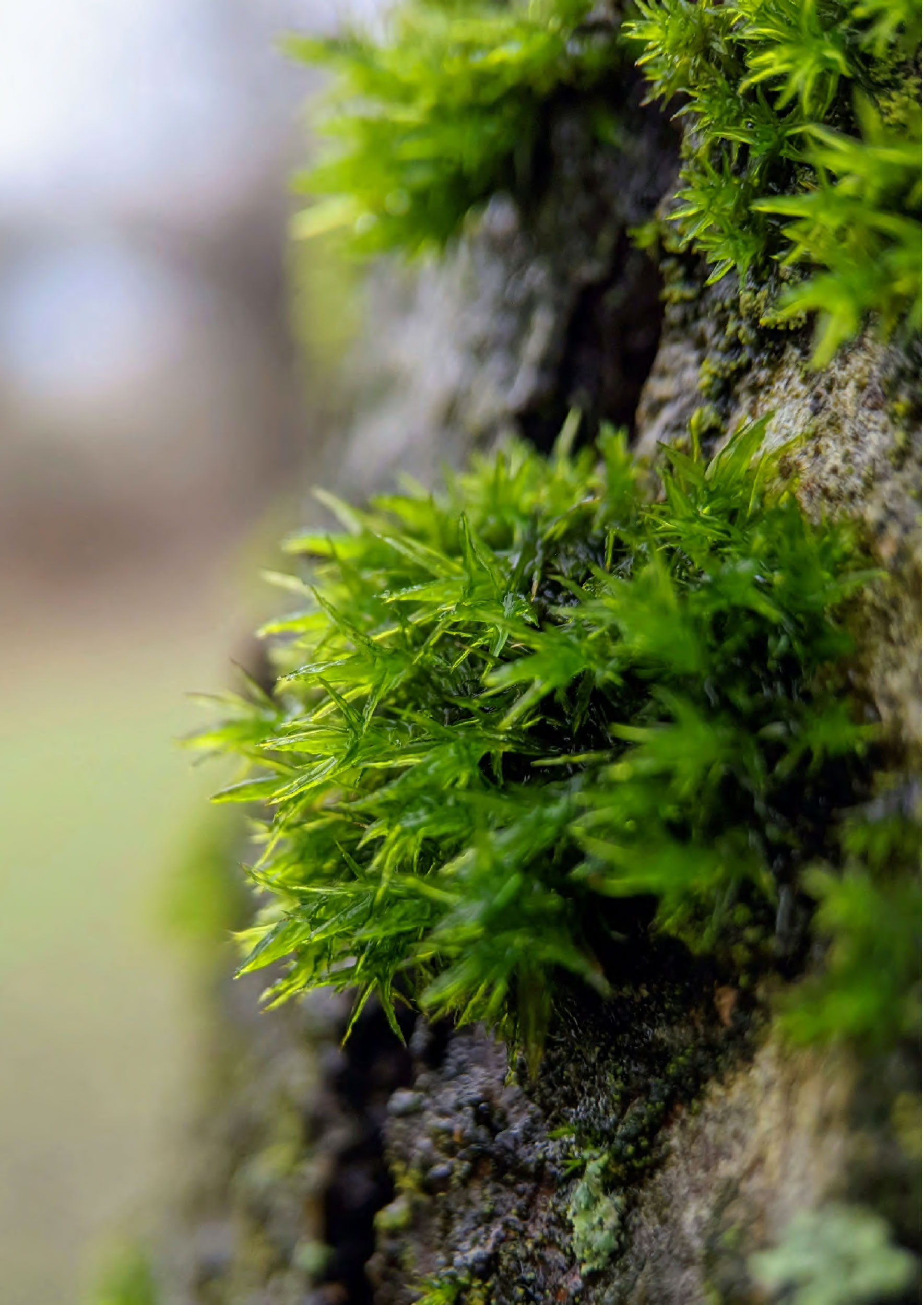 Moss and planting in the landscaped areas at Vertex